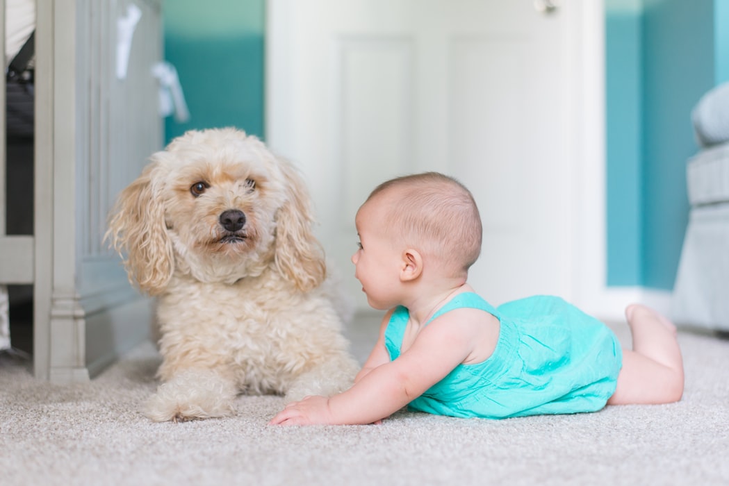 O bebé e o animal de estimação – cuidados a ter